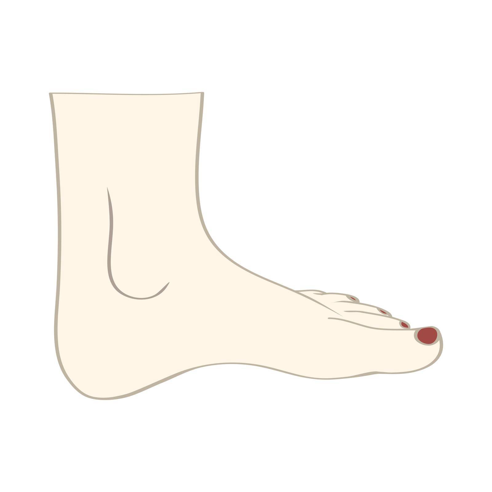 Men or women feet in vector