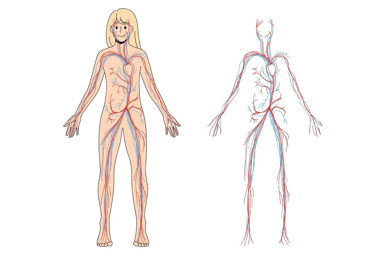 Woman arterial and venous circulatory system by VECTORIUM