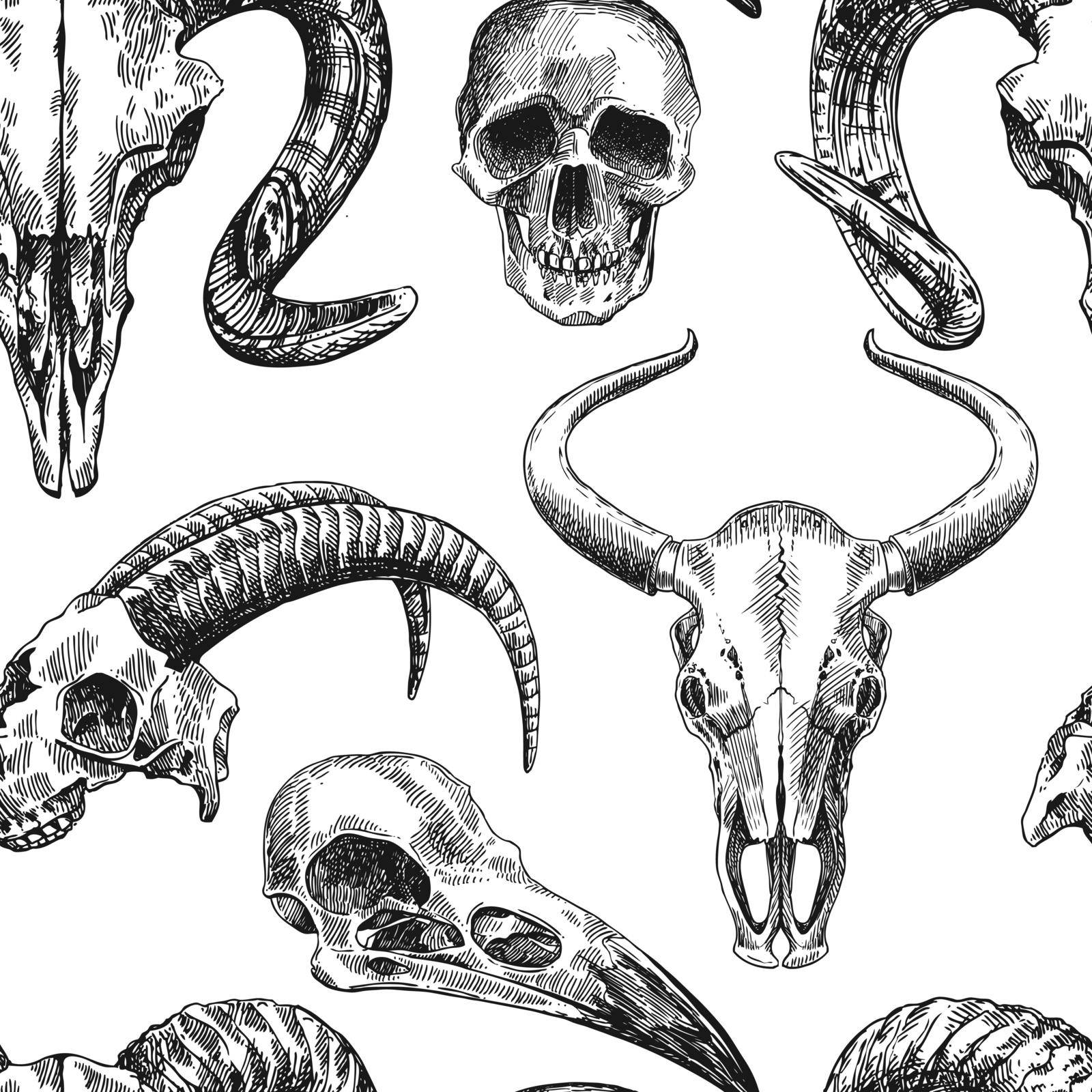 illustration animal skull by steshnikova