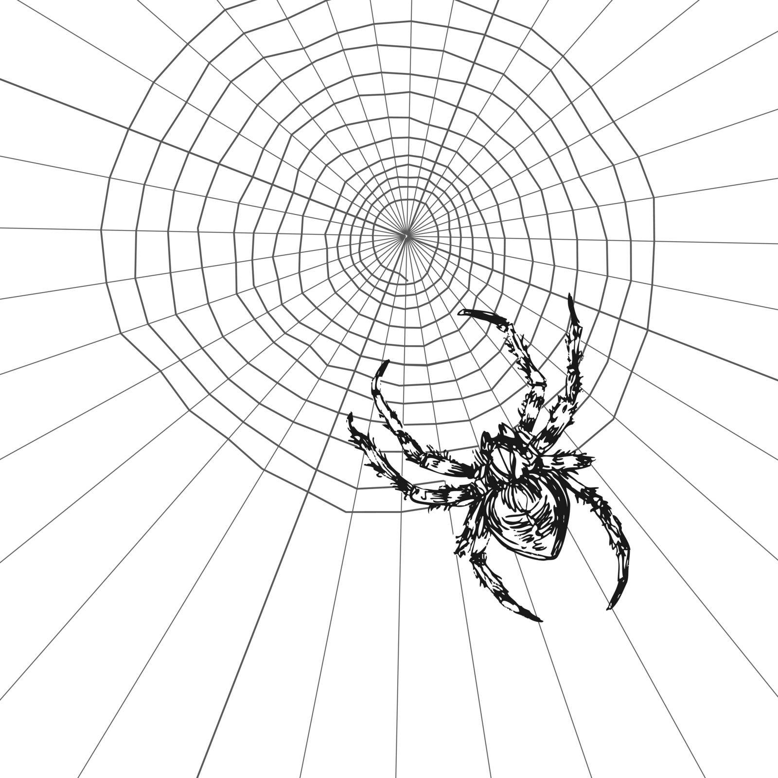 Spider sketch vector illustration. Hand drawn style picture. Good for halloween party design.