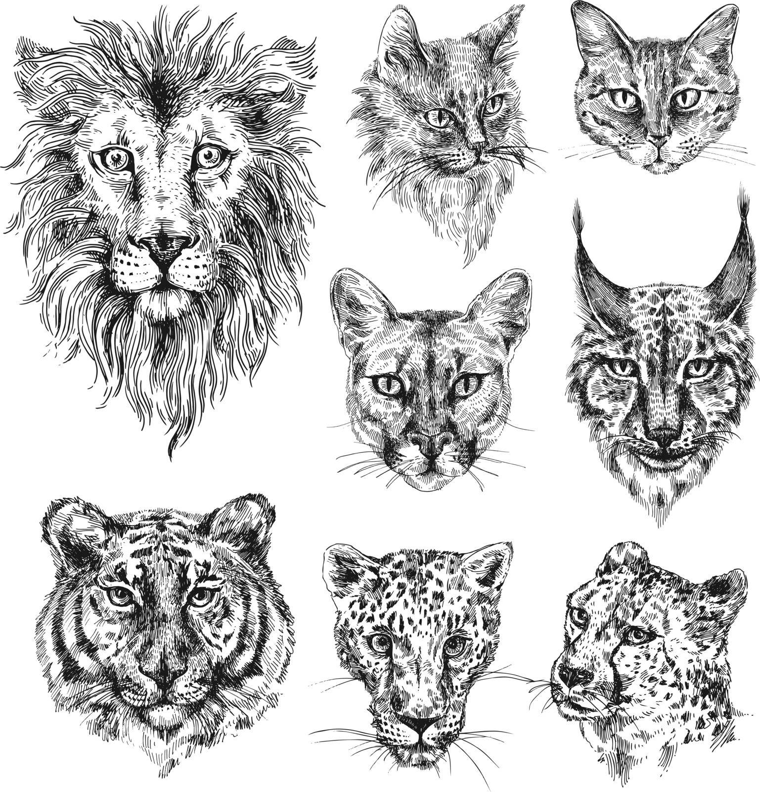 Collection of different cats. Lion, tiger, cat, lynx, cheetah, leopard panther Drawing by hand Sketch style