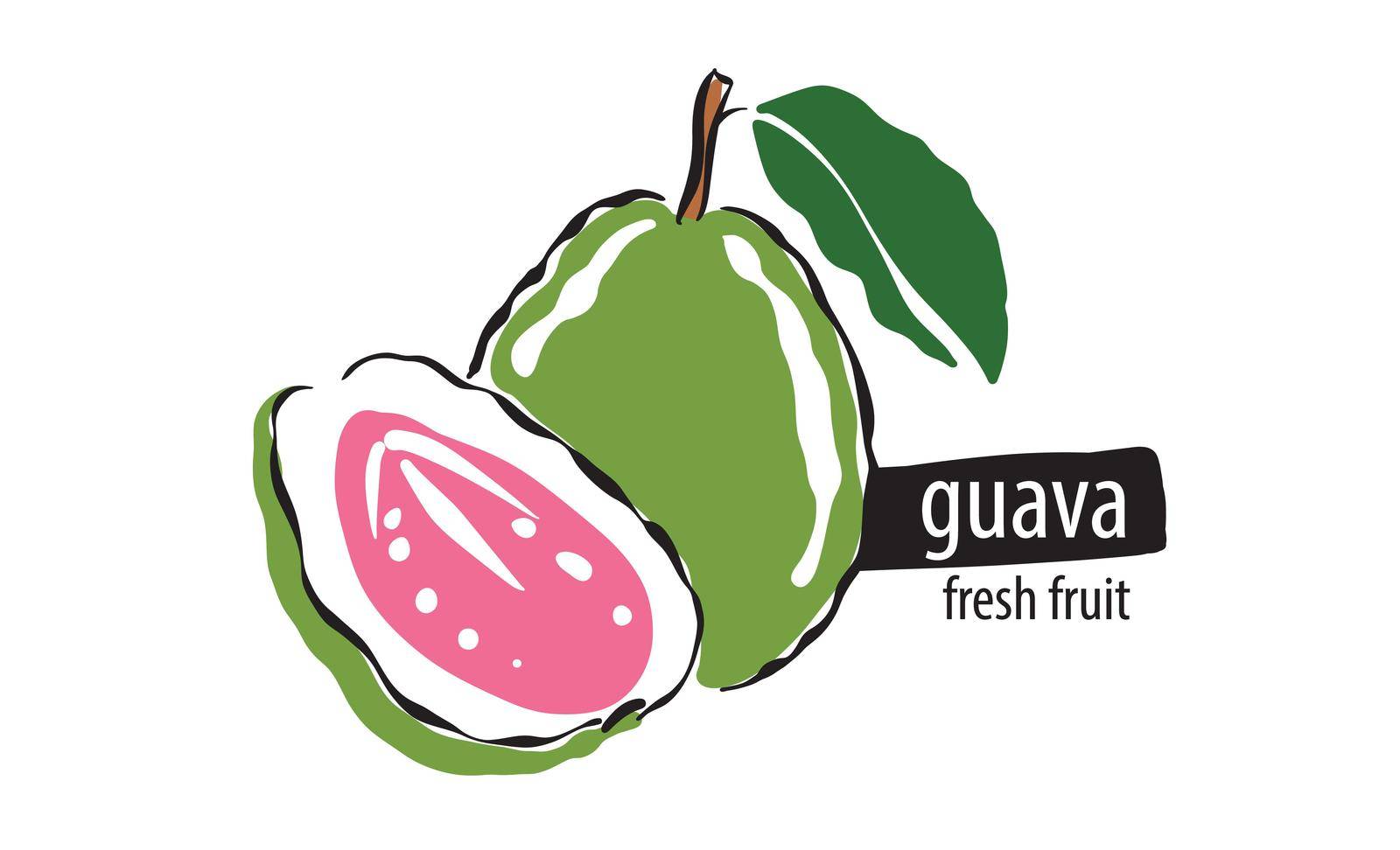 Drawn vector guava on a white background.