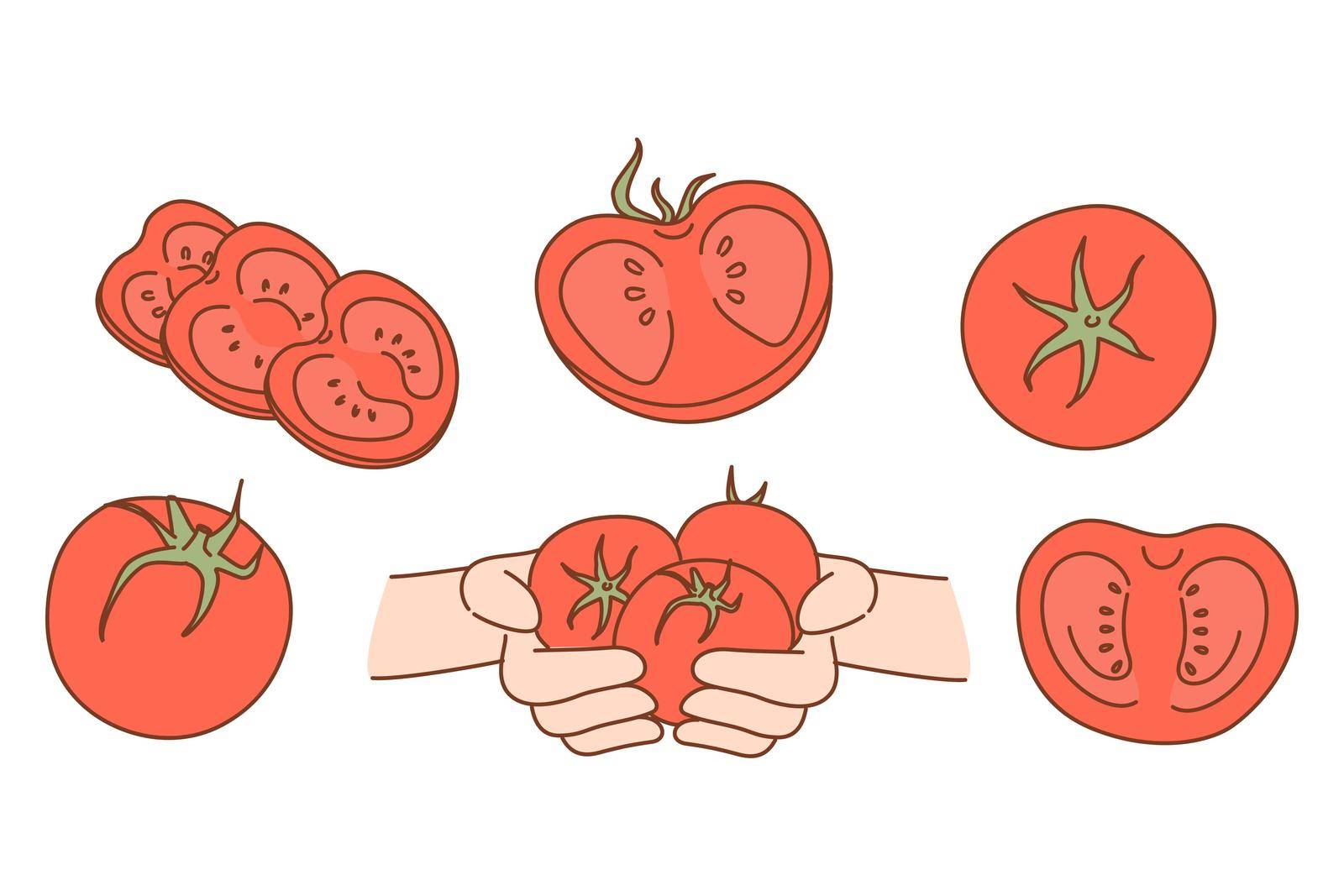 Set of fresh natural organic tomatoes. Collection of juicy bio tasty tomato vegetables. Vegetarian and diet. Food market or shop advertising. Product delivery service. Vector illustration.