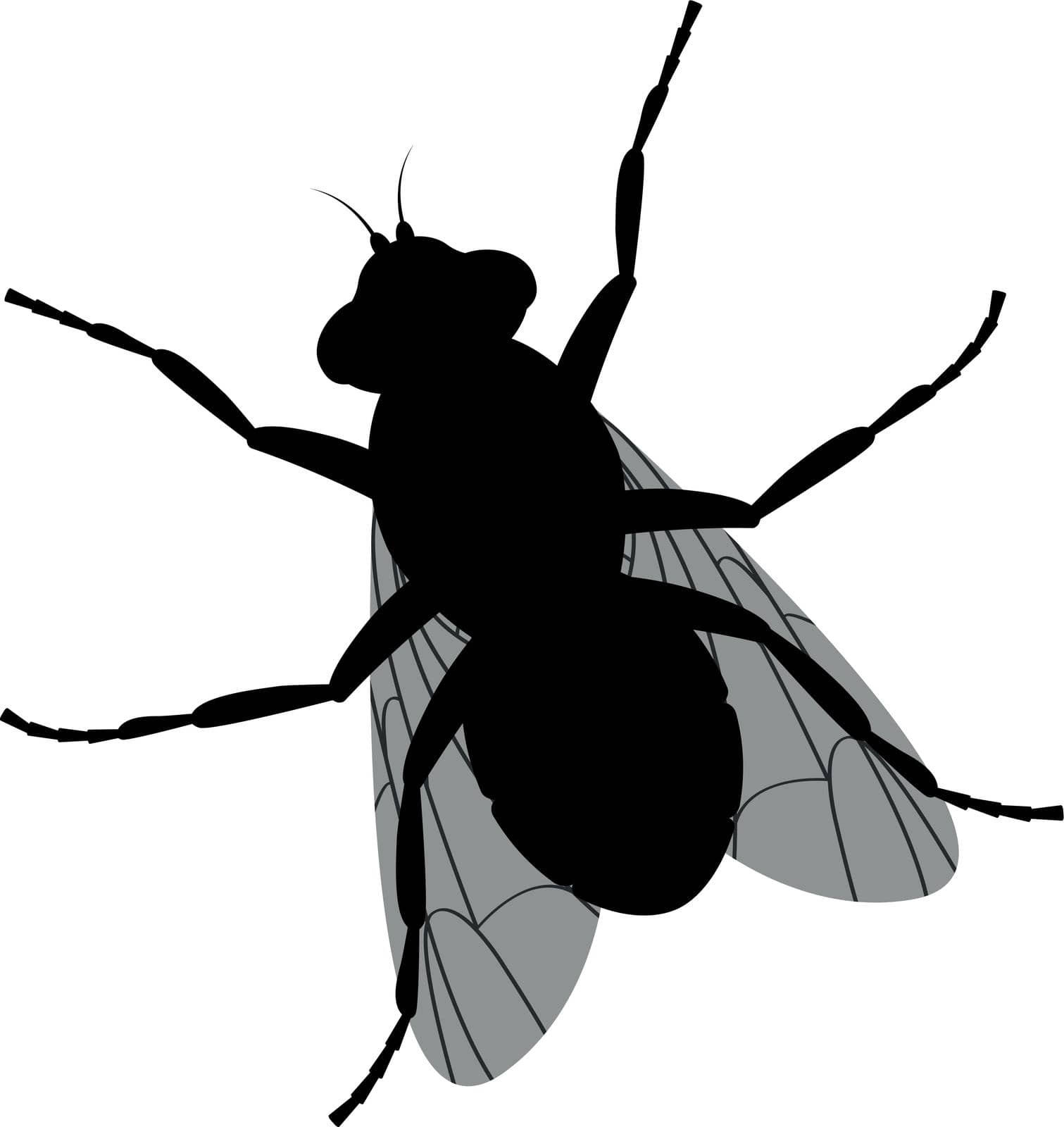 The silhouette of a fly. Fly top view. A flying insect. Vector illustration isolated on a white background.