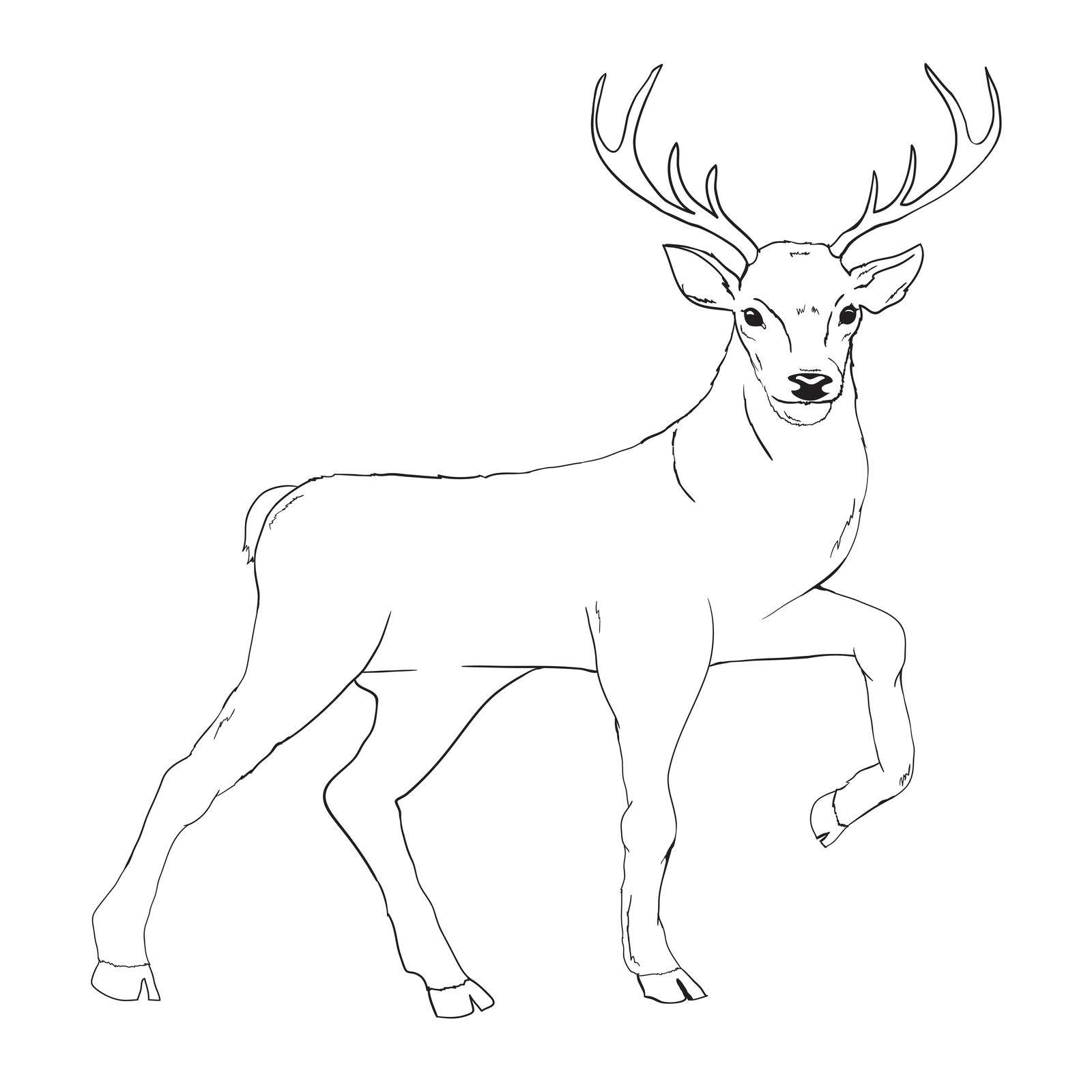deer silhouette and sketch, vector, illustration, animals on white background