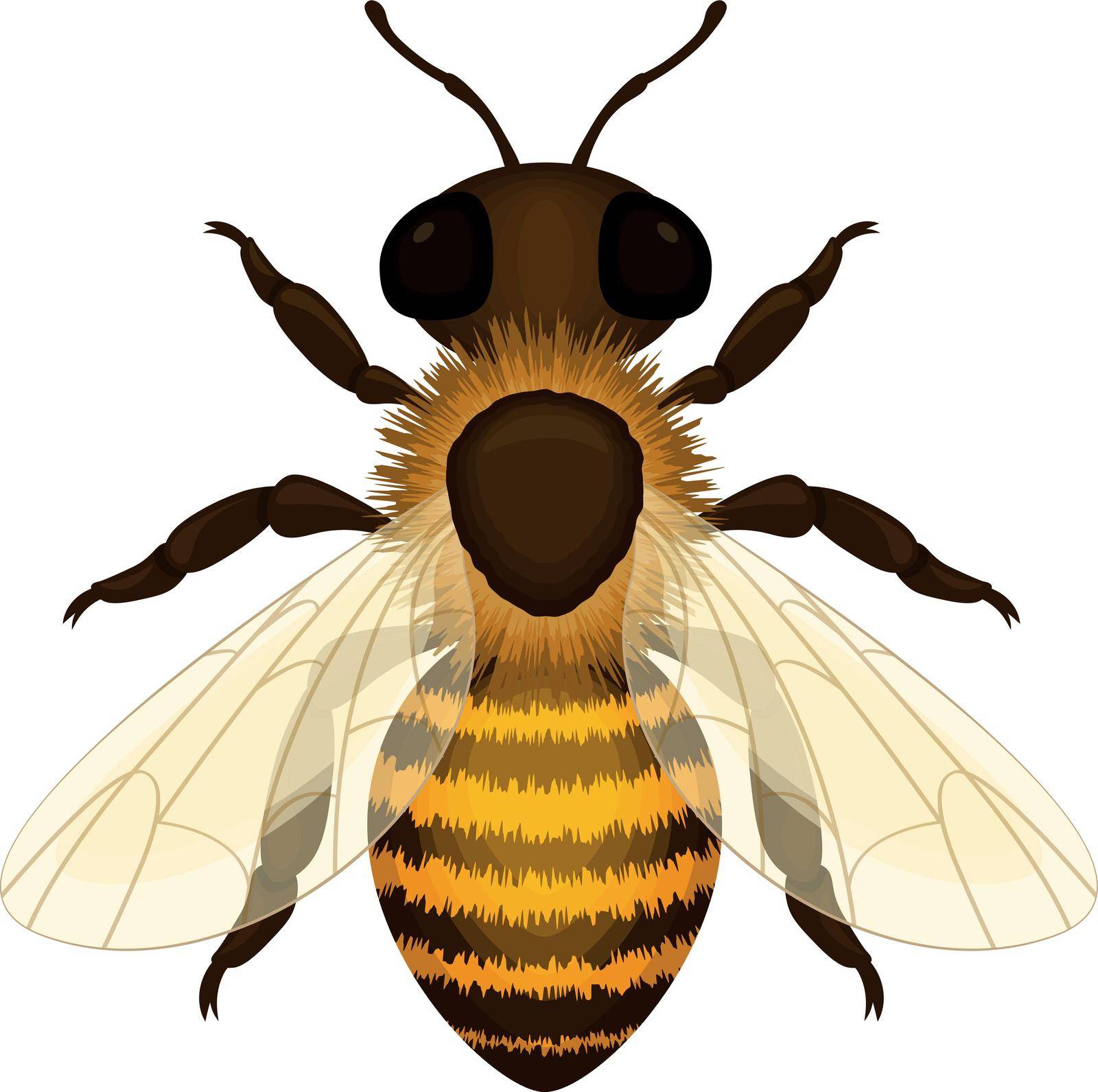 Bee. Image of a realistic working honey bee. Bee, top view. Vector illustration isolated on a white background.