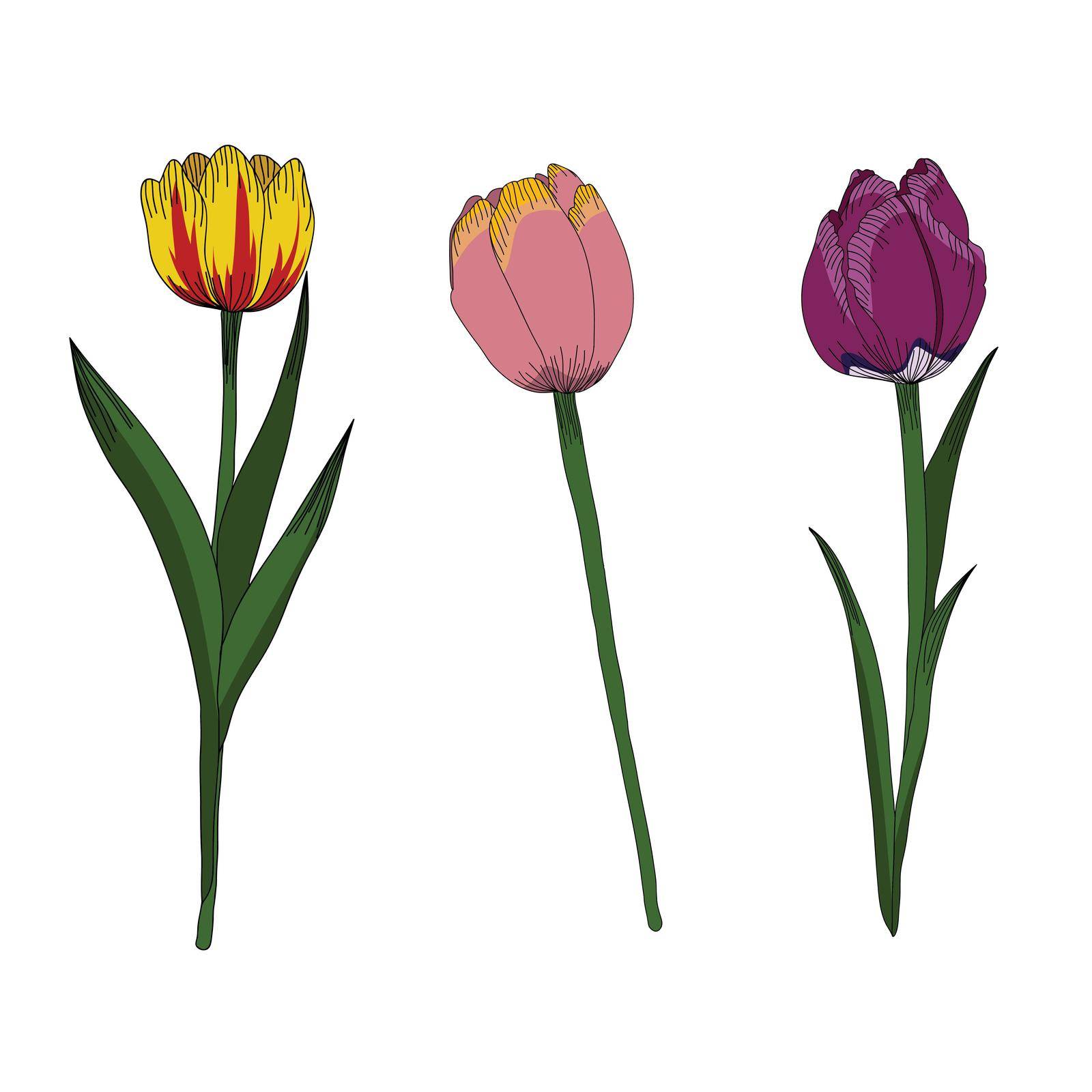 Tulips set vector illustration clip-art isolated on white by elinnet