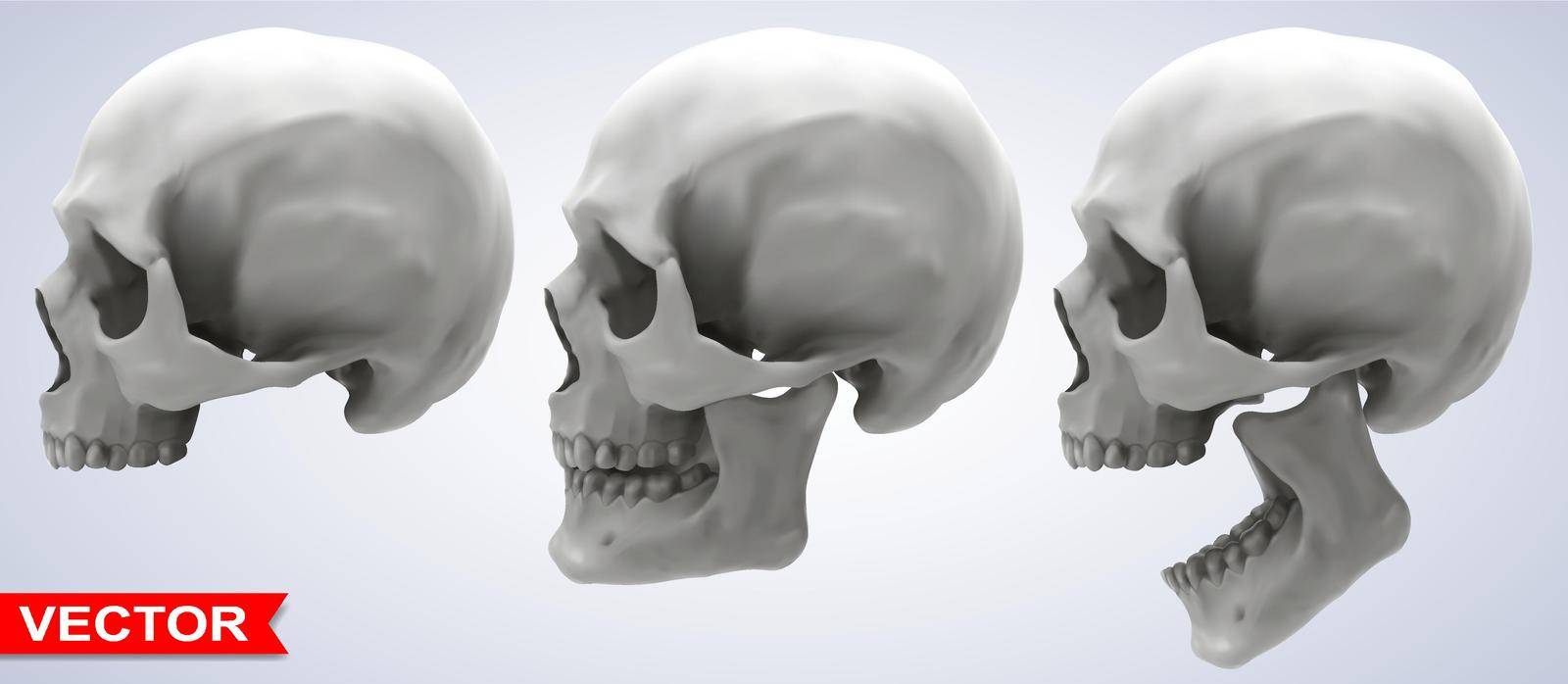 Detailed graphic photorealistic human skulls set by GB_Art
