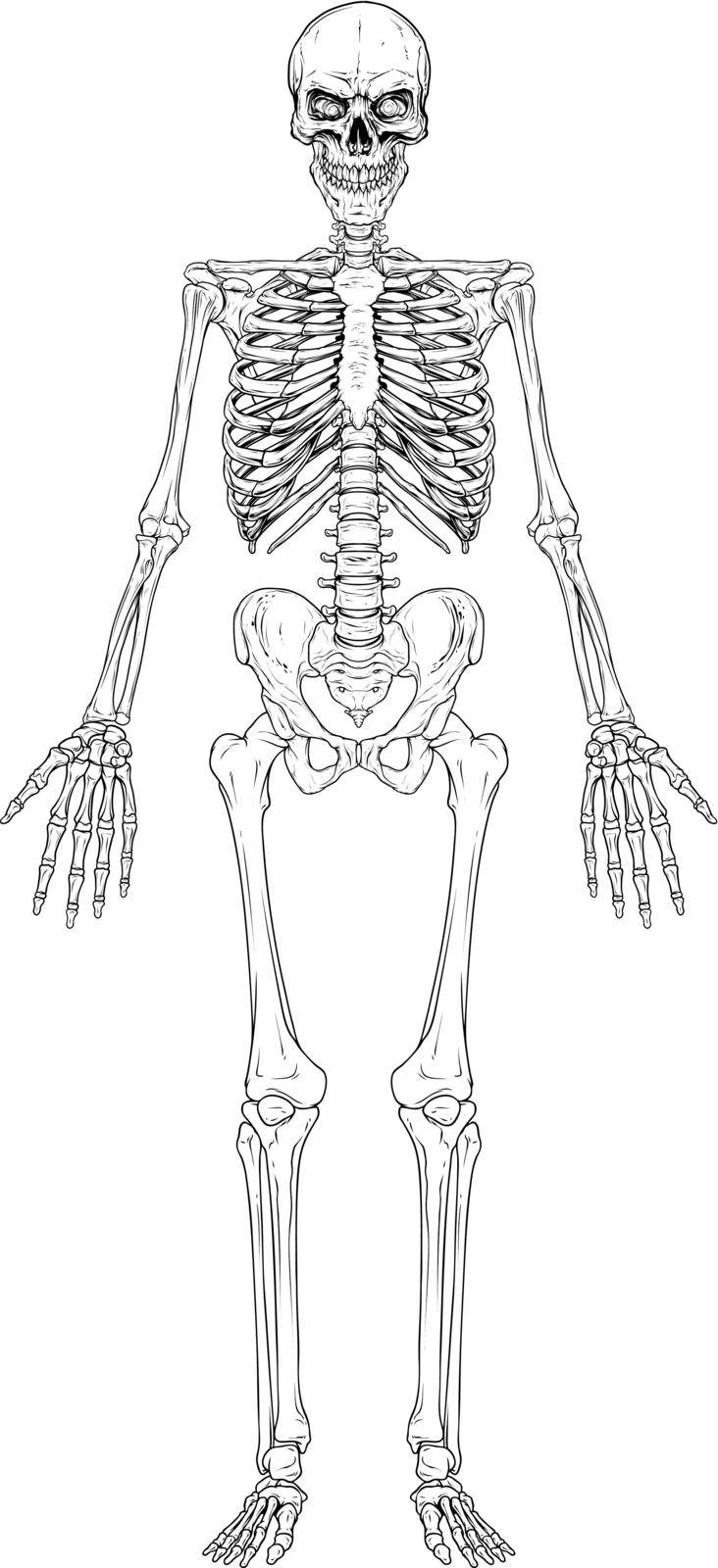 Graphic black and white human bone skeleton vector by GB_Art