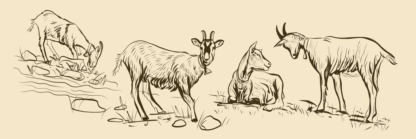 SketcSketch 4 goats grazing in a meadow horizontal position for packing vector on an isolated backgroundh 4 goats grazing in a meadow