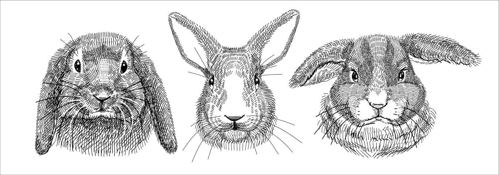 Black and white illustration, sketch drawn with a pen. Set of domestic rabbits, portraits of heads. Vector. Isolated background.