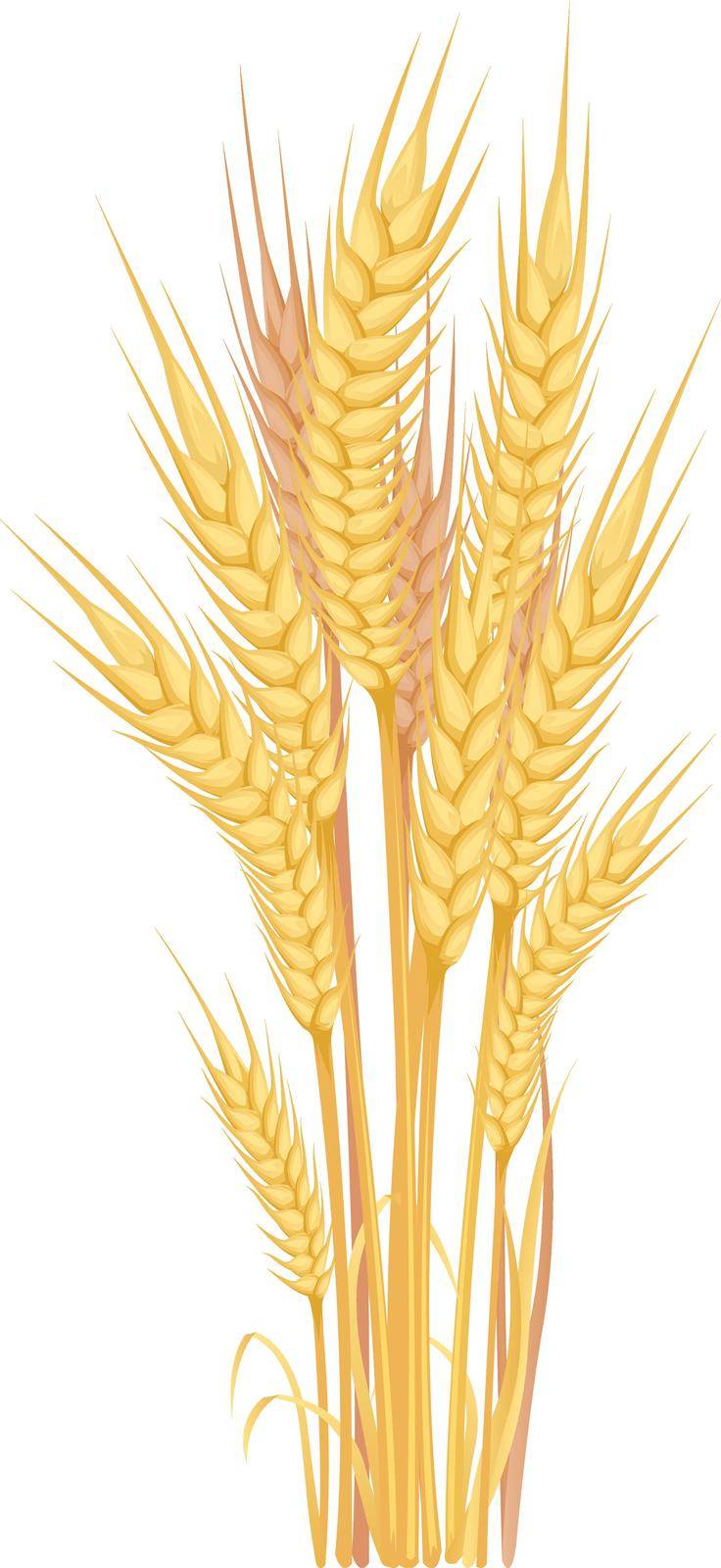 Grain crops bouquet. Harvest symbol. Cartoon ears isolated on white background