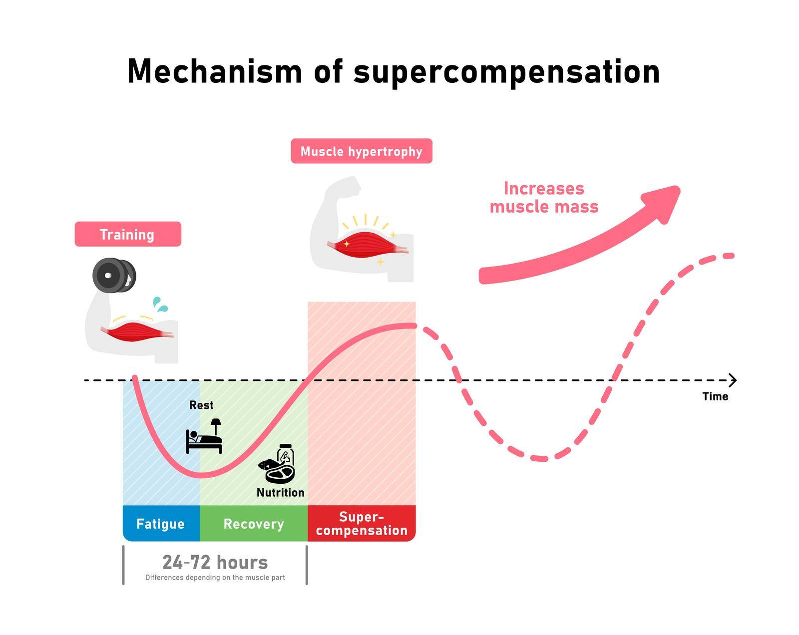 Graph illustration of efficient muscle growth (supercompensation mechanism)