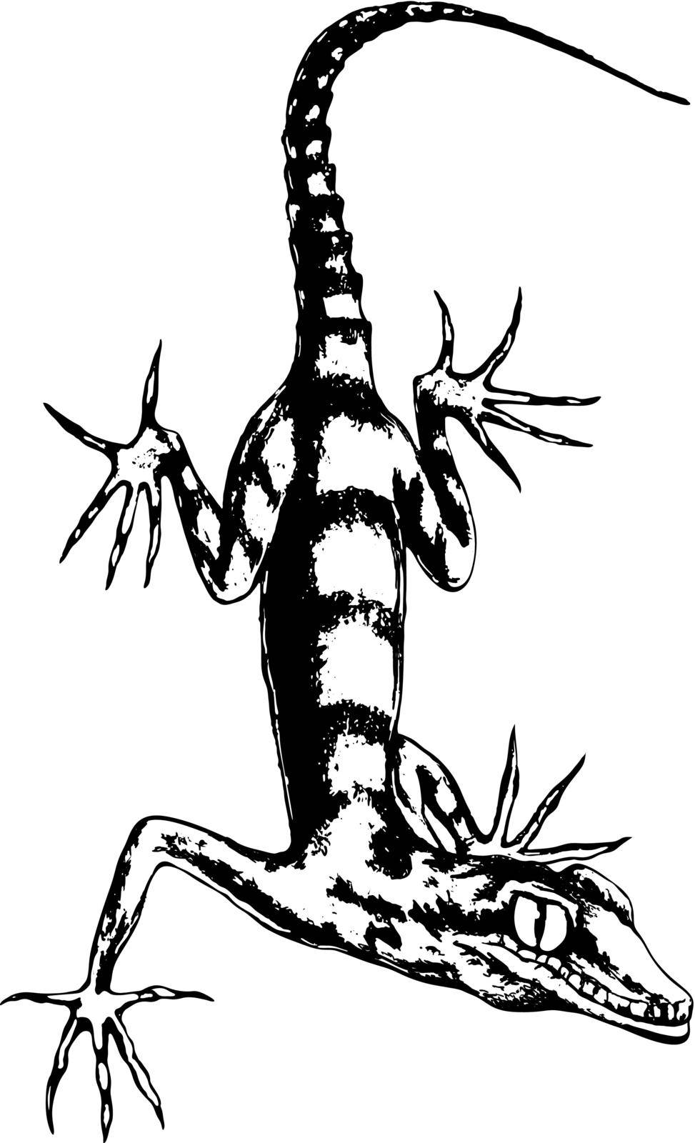 Lizard hand-drawn vector illustration in sketch style.Realistic drawing in graphite pencil on a white background.