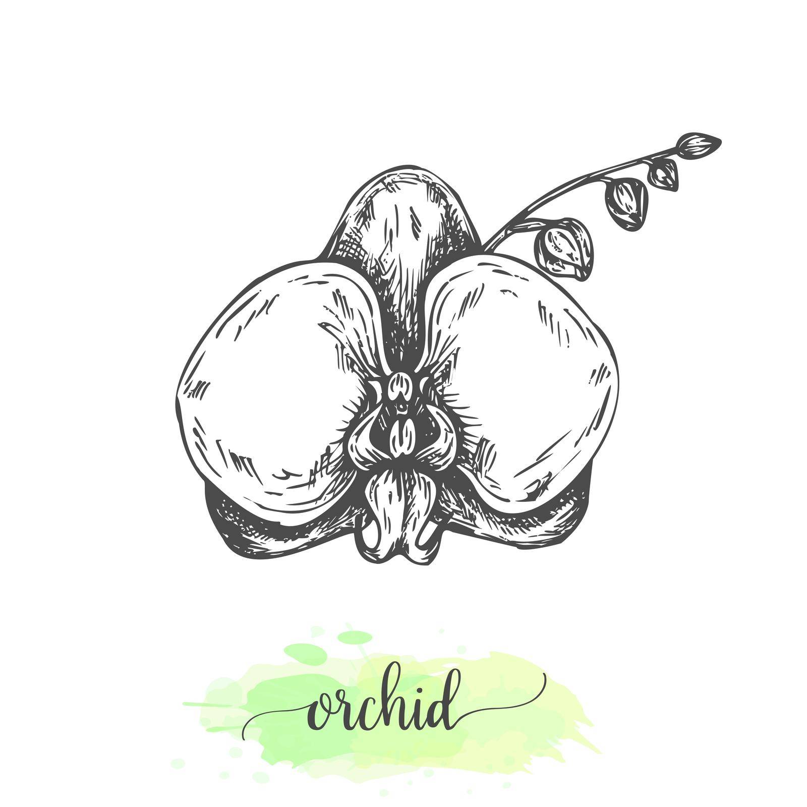 Hand drawn orchid flowers. Floral background with blooming Phalaenopsis isolated on white. Vector illustration in vintage style. Sketch of tropical flower Outline orchids design