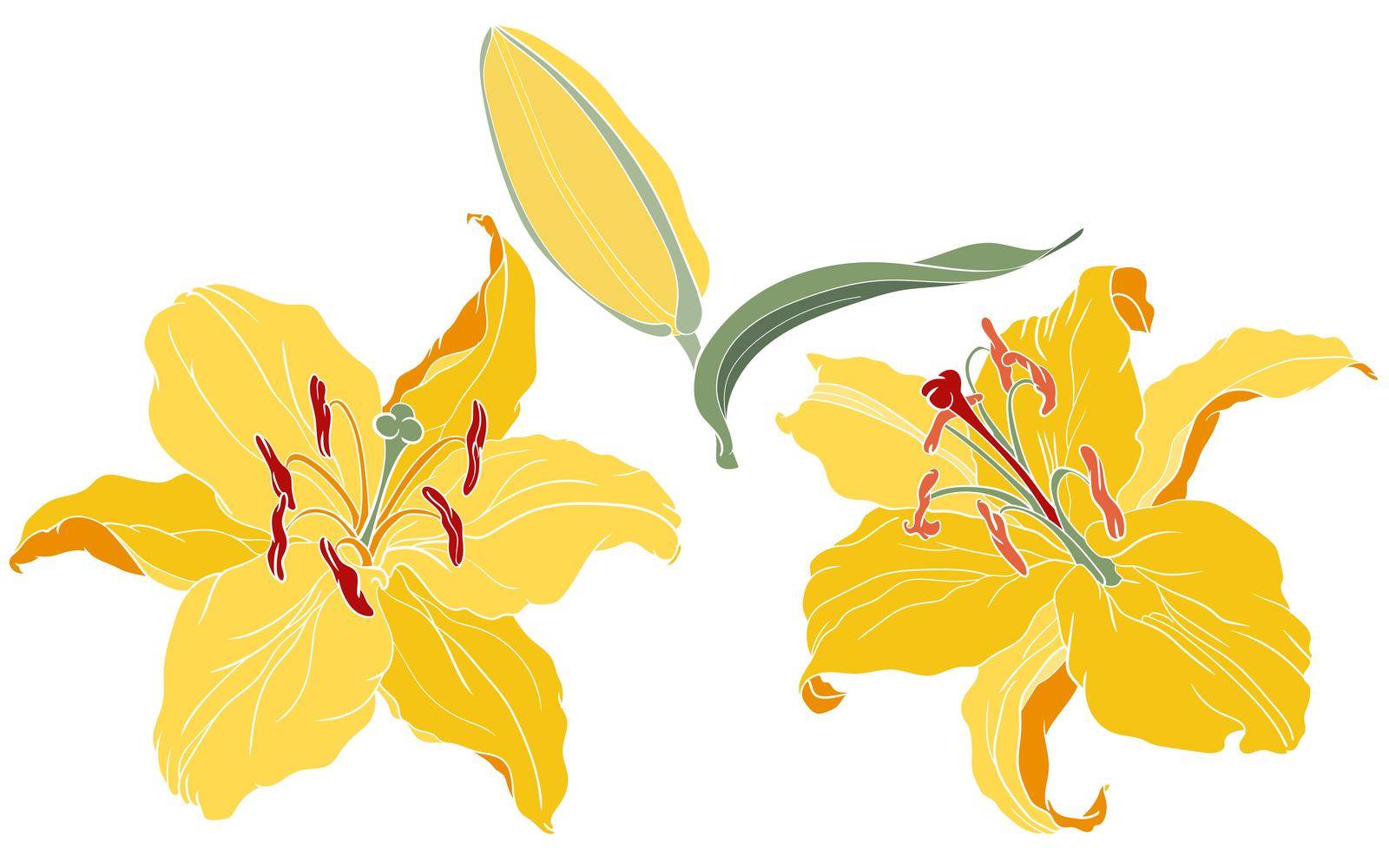 Oriental Lily yellow two flowers and bud