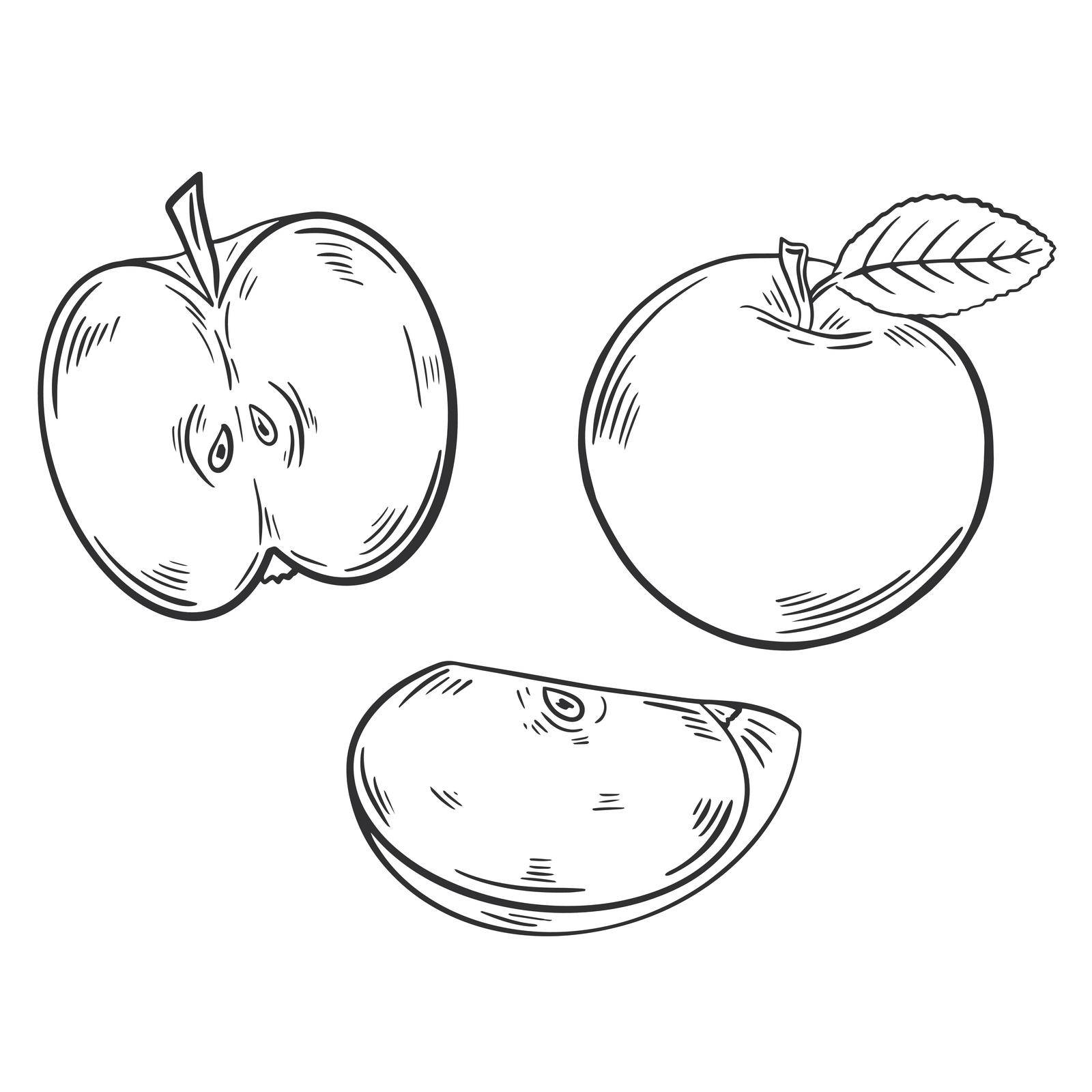 Apples set engraved vector illustration. Apple whole with leaf, half and piece vintage. Isolated fruit hand sketch on white background