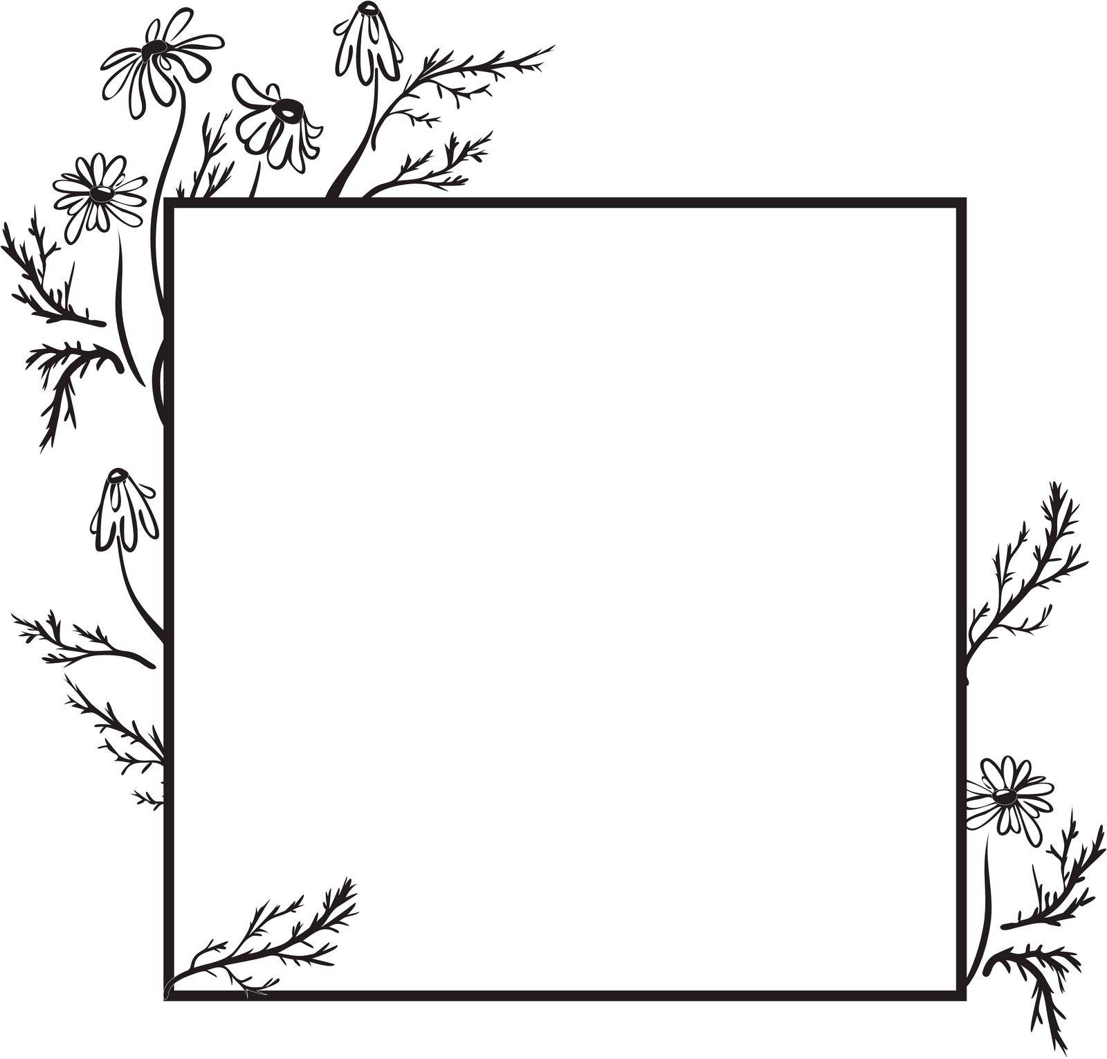 medical chamomile - a plant used for herbal tea vector line art illustration with frame