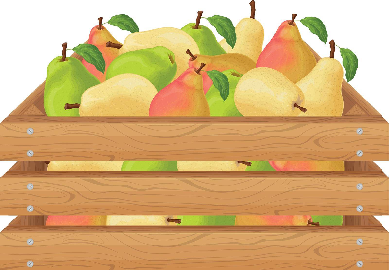 Pears. Wooden box with pears. Ripe pear fruits in a box. Fresh garden fruits. Juicy pears in a wooden box. Vector illustration isolated on a white background.