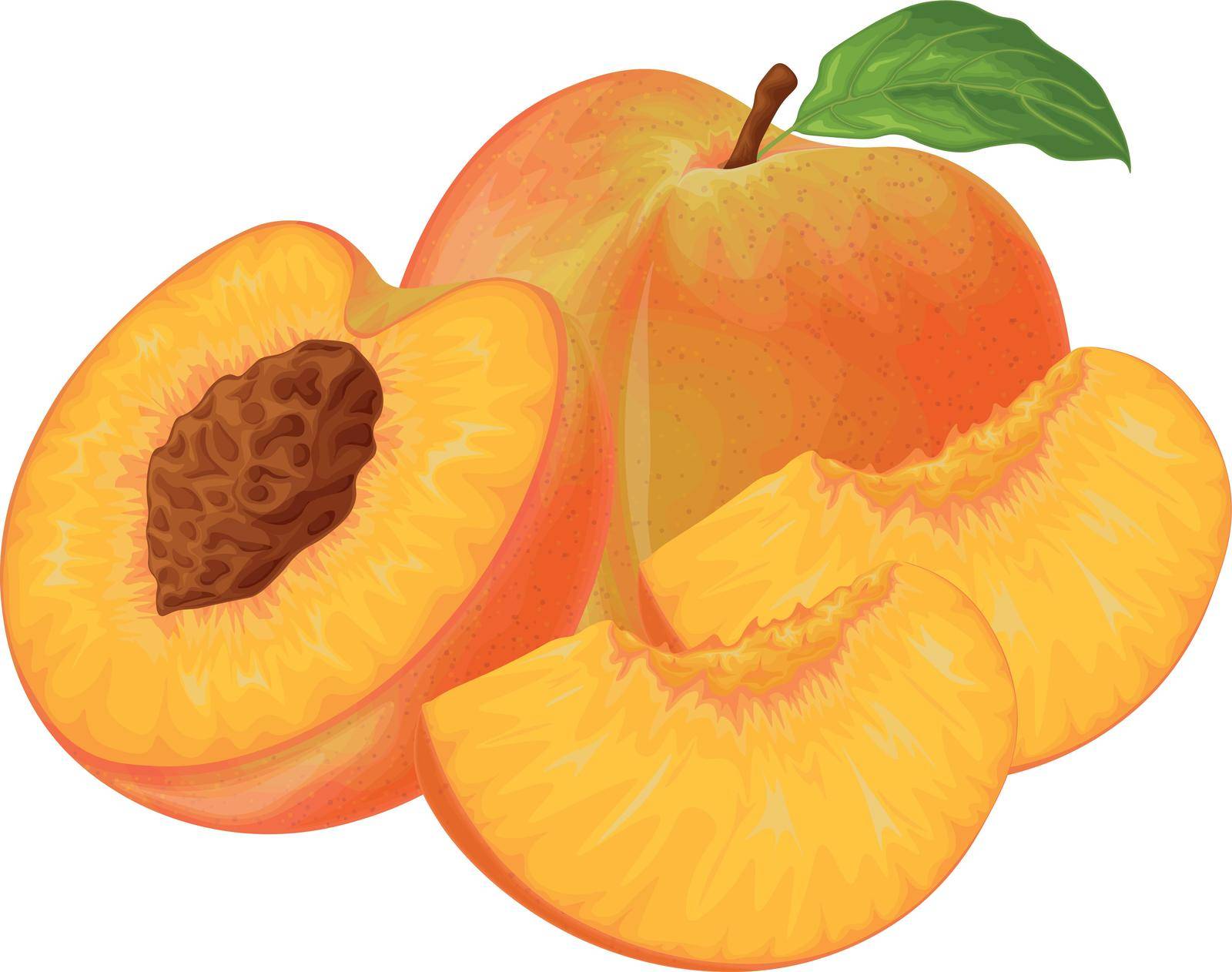 Peach. Image of a peach. Ripe juicy peach with a stone. Peach in the cut. Ripe fruit. Vegetarian vitamin product. Vector illustration.