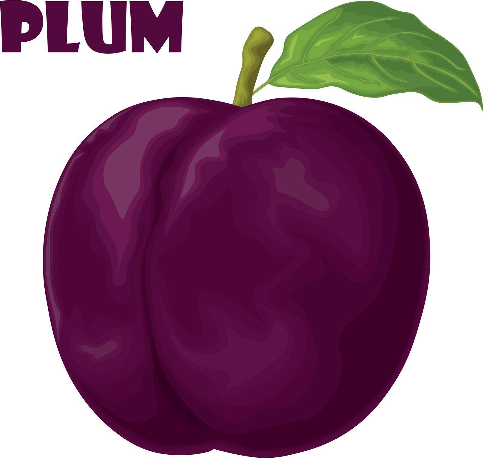 Plum. Dark purple plum. Fresh sweet plum. Ripe juicy plum berry. Vegetarian organic product. Vector illustration isolated on a white background.