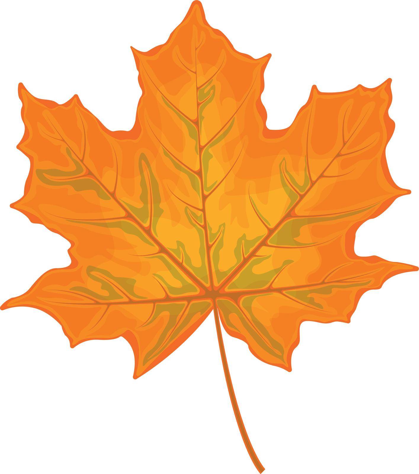 Maple leaf. Yellow maple leaf. A dry autumn leaf of a maple tree. Vector illustration isolated on a white background.