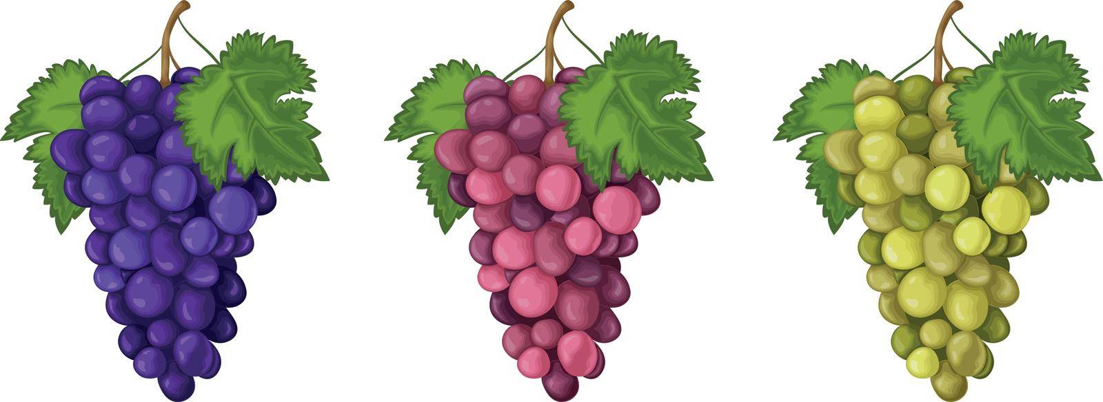 Grape. A set of grapes of three colors. Red blue and green grapes. Sweet ripe berries. Vegetarian organic product. Vector illustration.