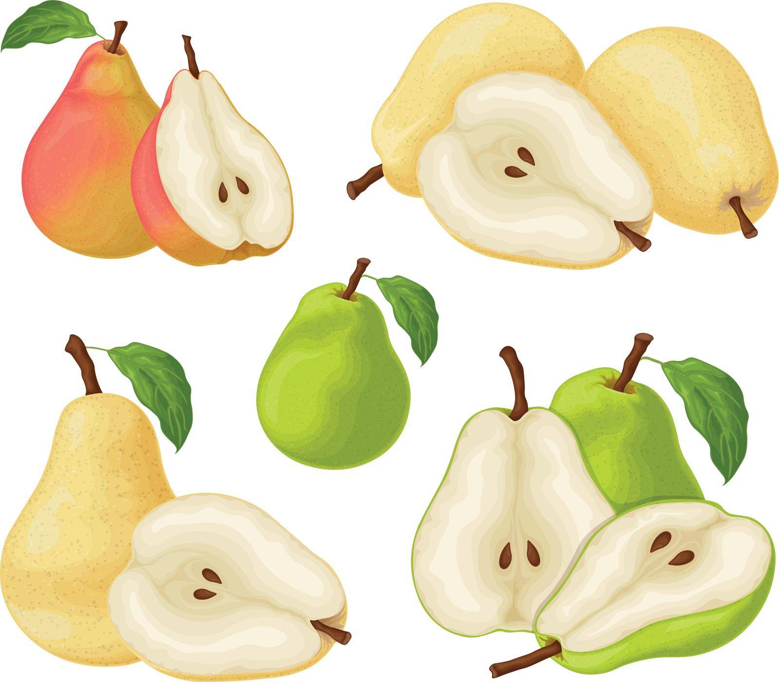 Pears. Set with pears. Chopped and whole pears. Ripe fruit from the tree. Vegetarian products. Organic food. Vector illustration isolated on a white background.