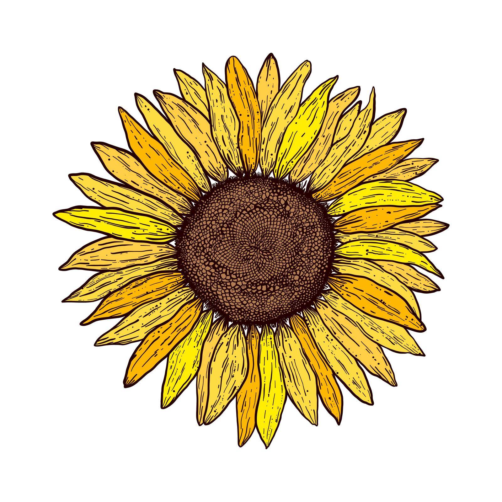 Sunflower in vintage engraving style on white background.