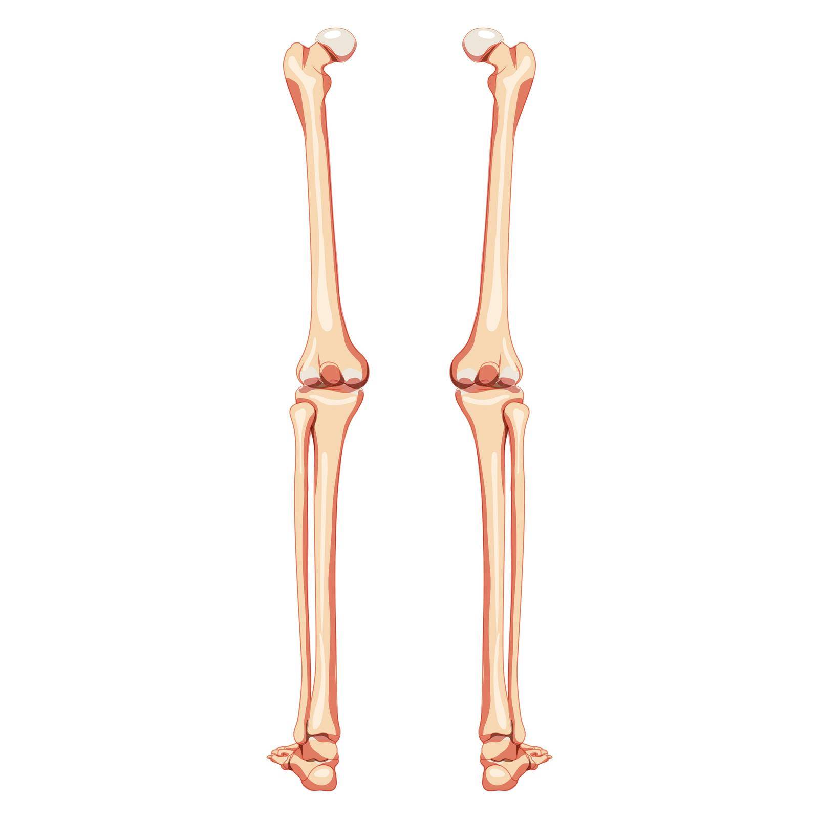 Thighs and legs lower limb Skeleton Human back view. Set of Anatomically correct femur, patella, fibula realistic flat by Vectoressa