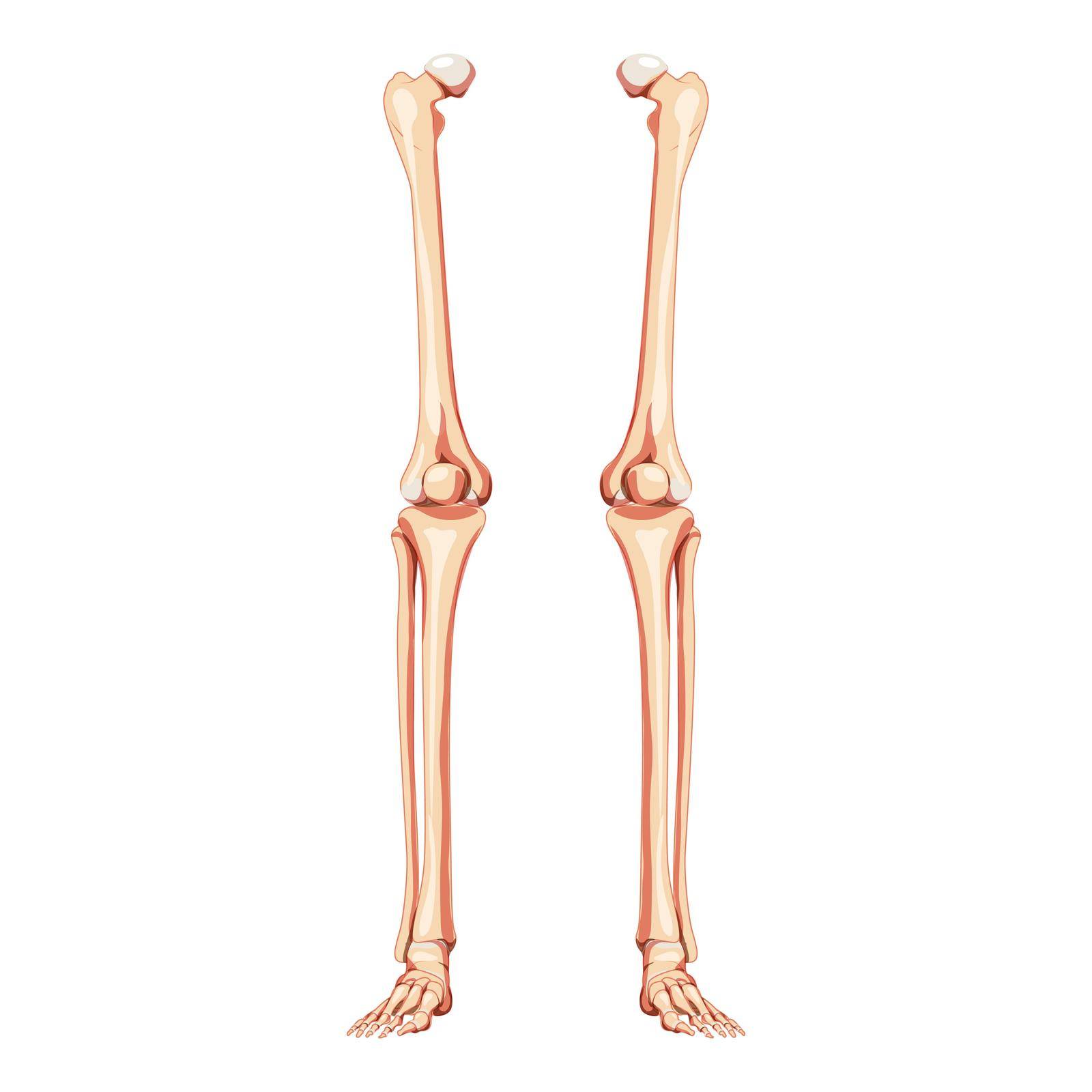 Thighs and legs lower limb Skeleton Human front Anterior ventral view. Set of femur, patella, fibula, tibia, foot realistic flat natural color concept Vector illustration of anatomy isolated on white