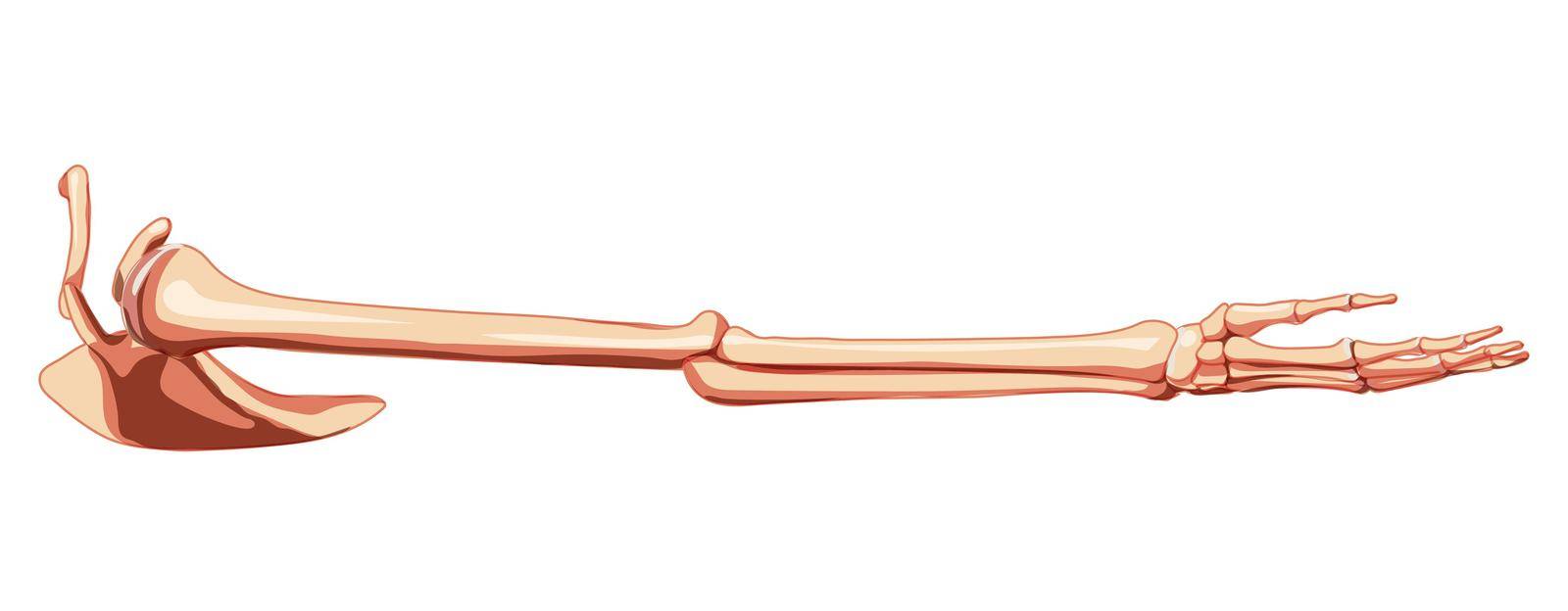 Upper limb Arm with Shoulder girdle Skeleton Human side lateral view. Anatomically correct realistic flat natural by Vectoressa