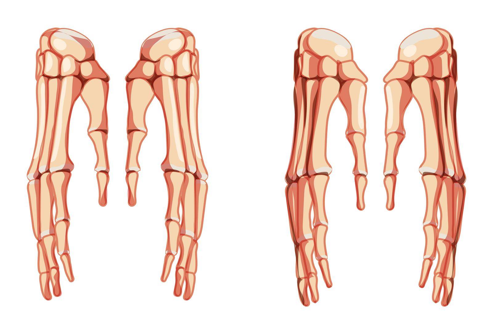 Hands Skeleton Human front Anterior ventral view. Set of carpals, wrist, metacarpals, phalanges. Anatomically correct 3D realistic flat natural color Vector illustration isolated on white background