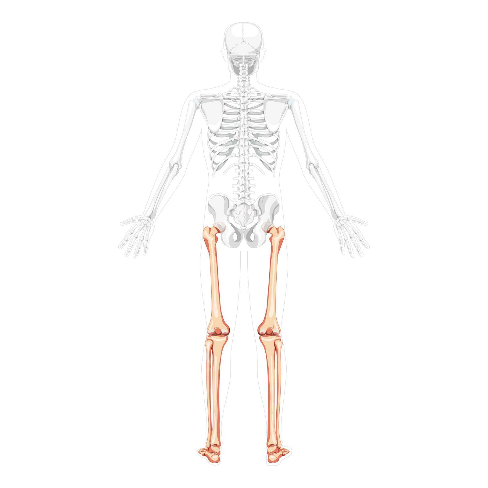 Skeleton Thighs and legs lower limb Human back view with two arm poses with partly transparent bones position 3D by Vectoressa