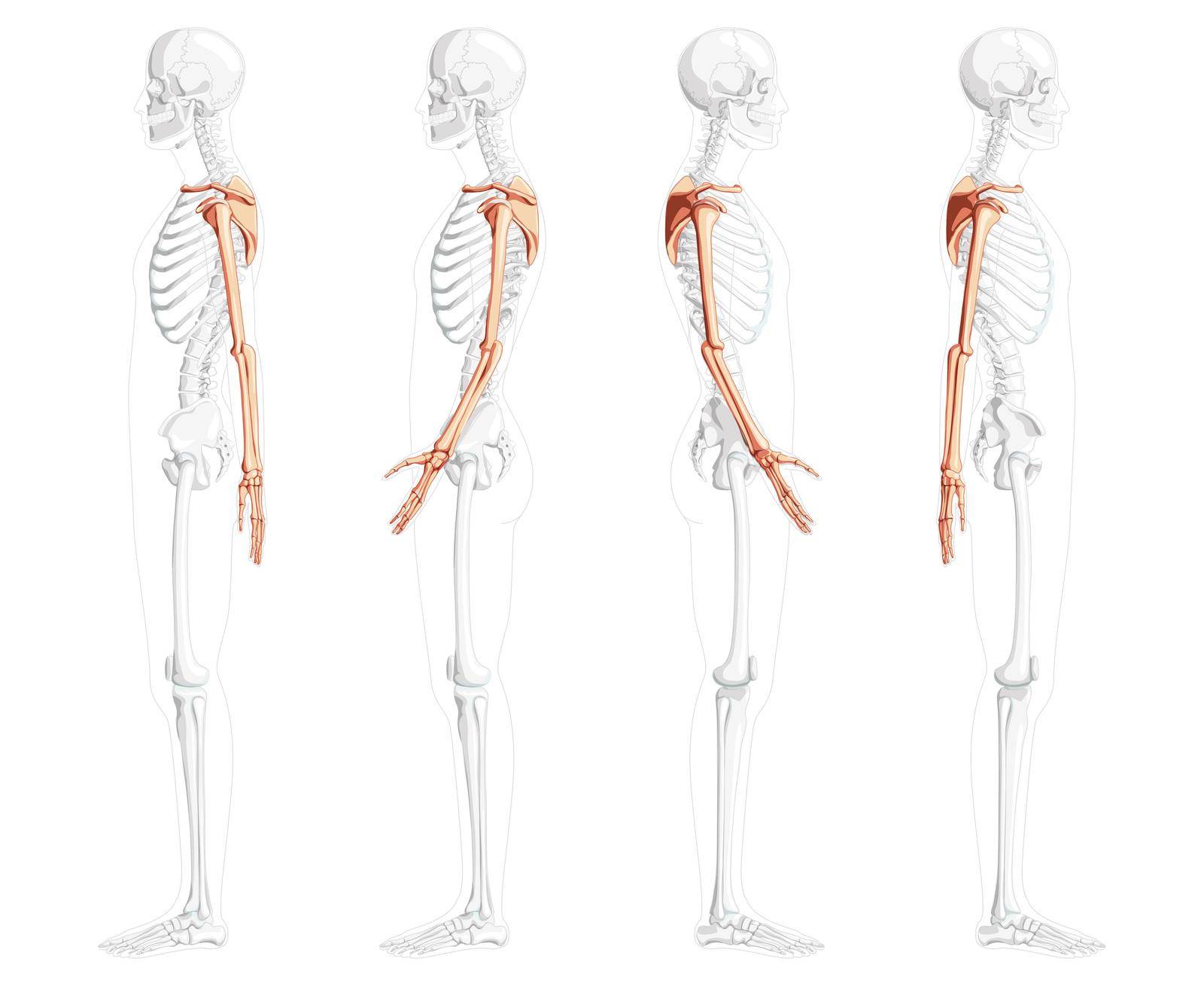 Skeleton upper limb Arms with Shoulder girdle Human side view with partly transparent bones position. Set of hands by Vectoressa