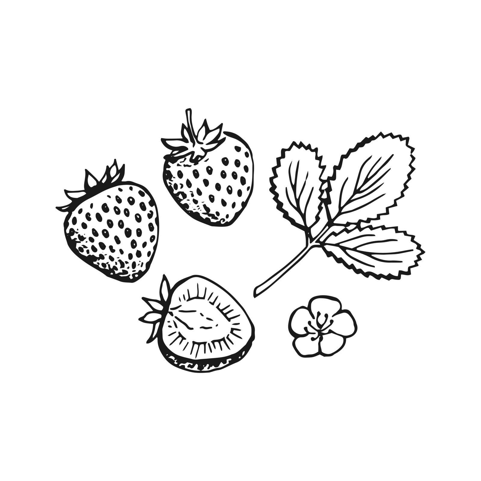 Strawberry. Hand drawn illustration converted to vector.