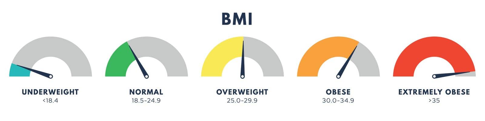 Body Mass Index or mass index scale. Types of BMI.Weight loss concept. Vector isolated illustration by vikalost