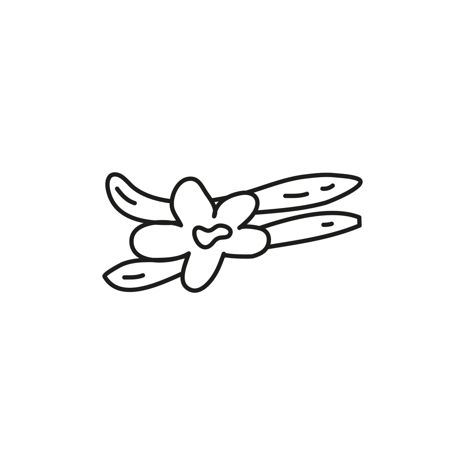 Doodle outline vanilla flower and sticks spice isolated on white background.
