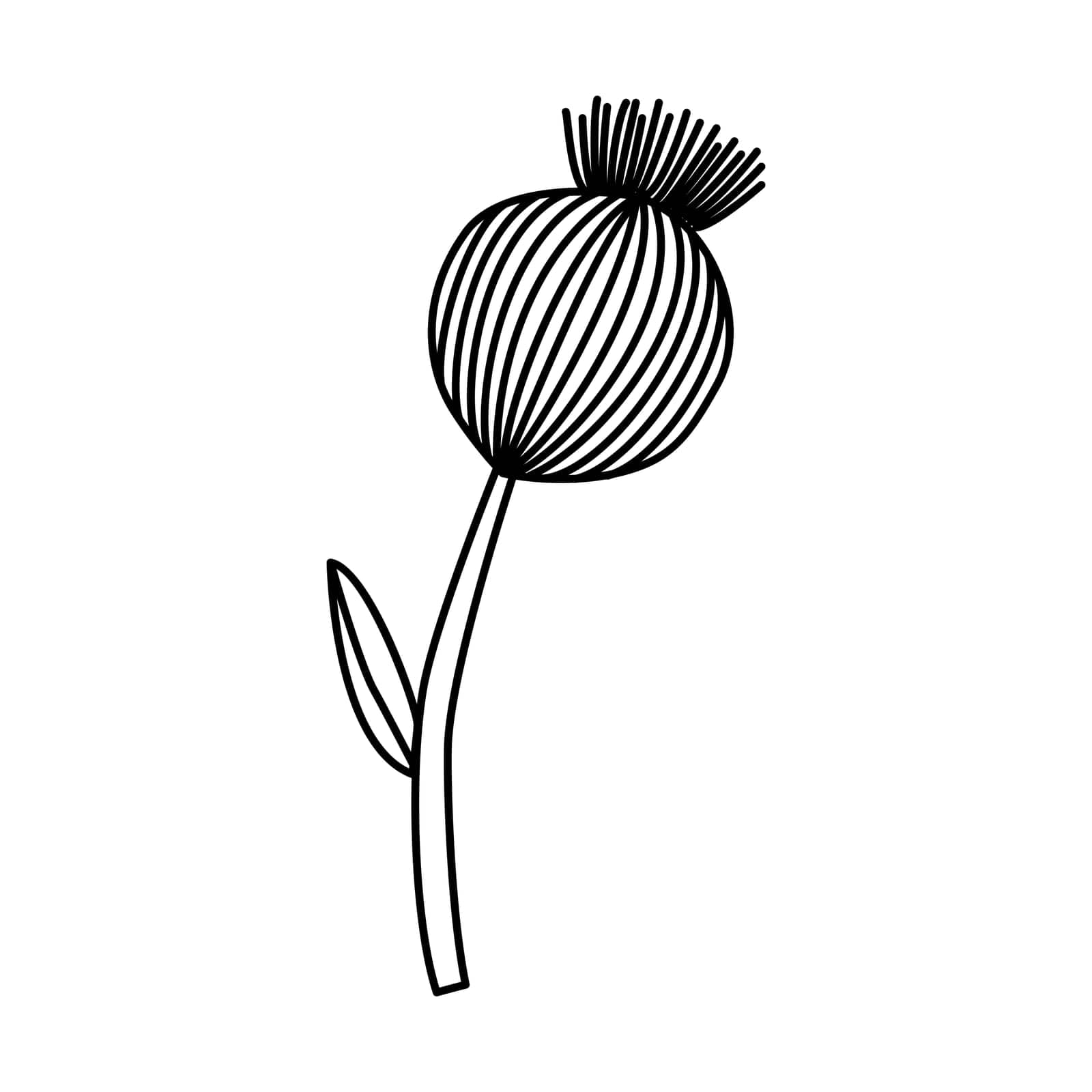 Vector dry poppy pods, isolated flowers on white. Spices and herbs sketch hand drawn illustration
