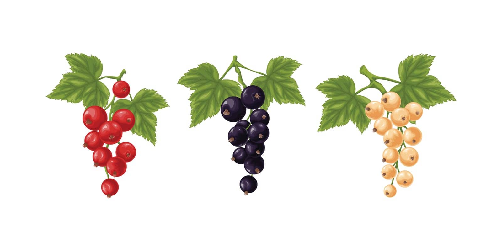 A set of white, red and black currants. Three branches with garters of white, red and black currants and green leaves. Twigs with ripe currant berries. Vector illustration on a white background by NastyaN