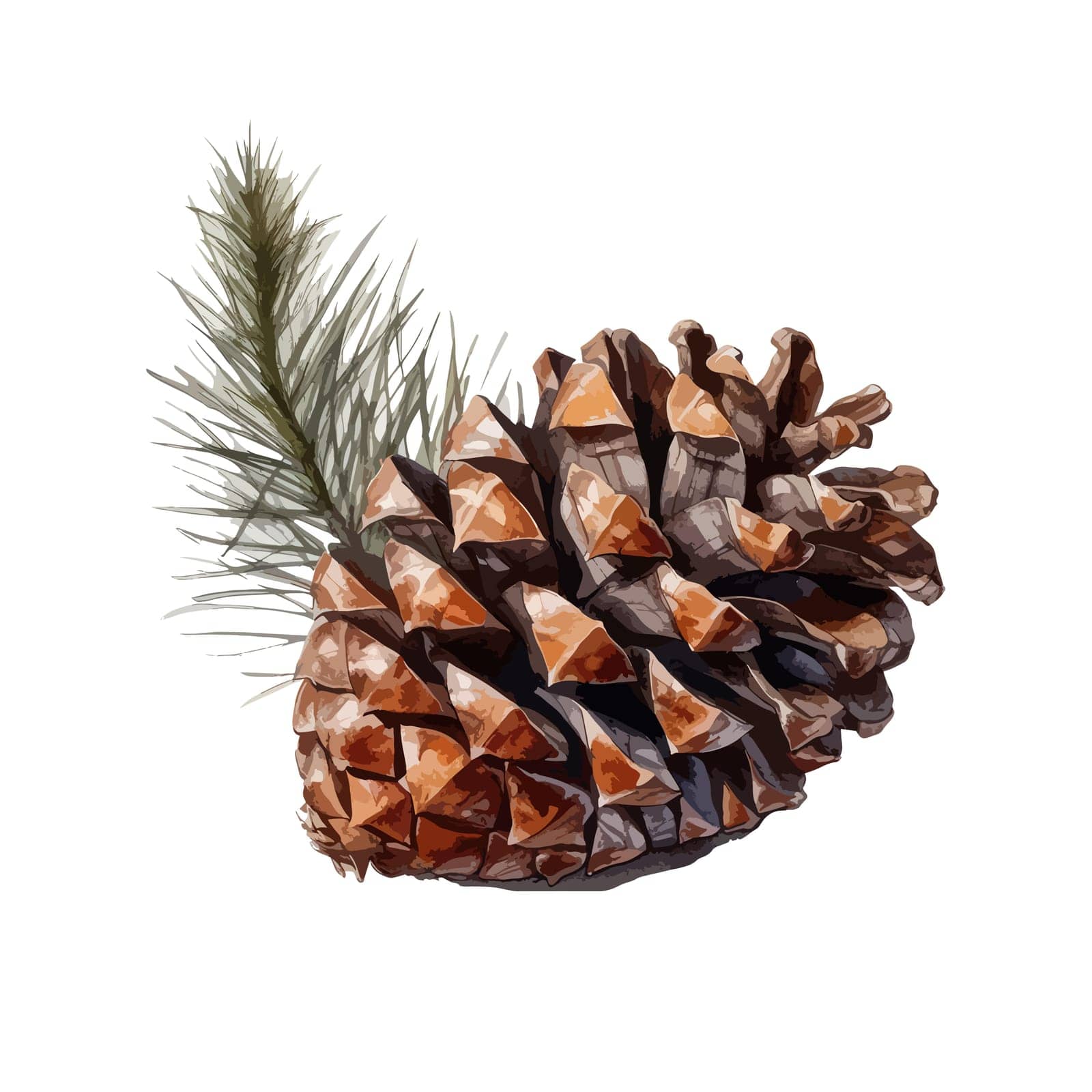 Watercolor pine cone isolated with pine branch.