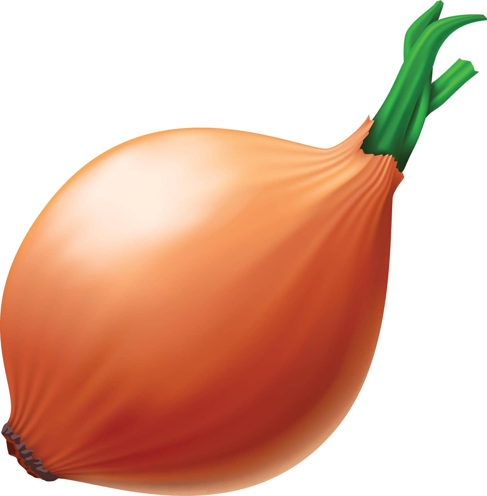 illustration of realistic onion on white color background