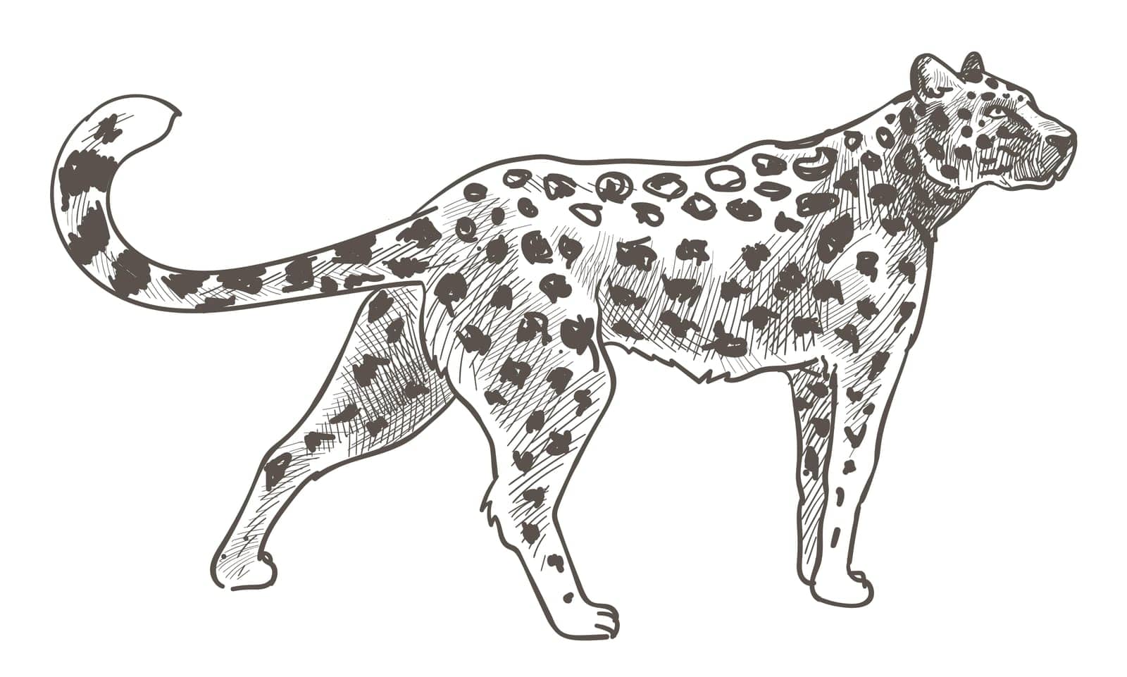 Wild life animal, isolated leopard with spotted furry coat. Jaguar or panther walking. Mammal in motion. Predator feline cat, carnivore hunter. Monochrome sketch outline, vector in flat style