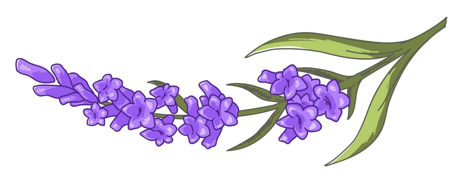 Flower in blossom, purple lavender branch with leaves and blooming. Isolated twig, decorative bouquet with foliage. Seasonal plant, summer or spring, romantic present gift. Vector in flat style