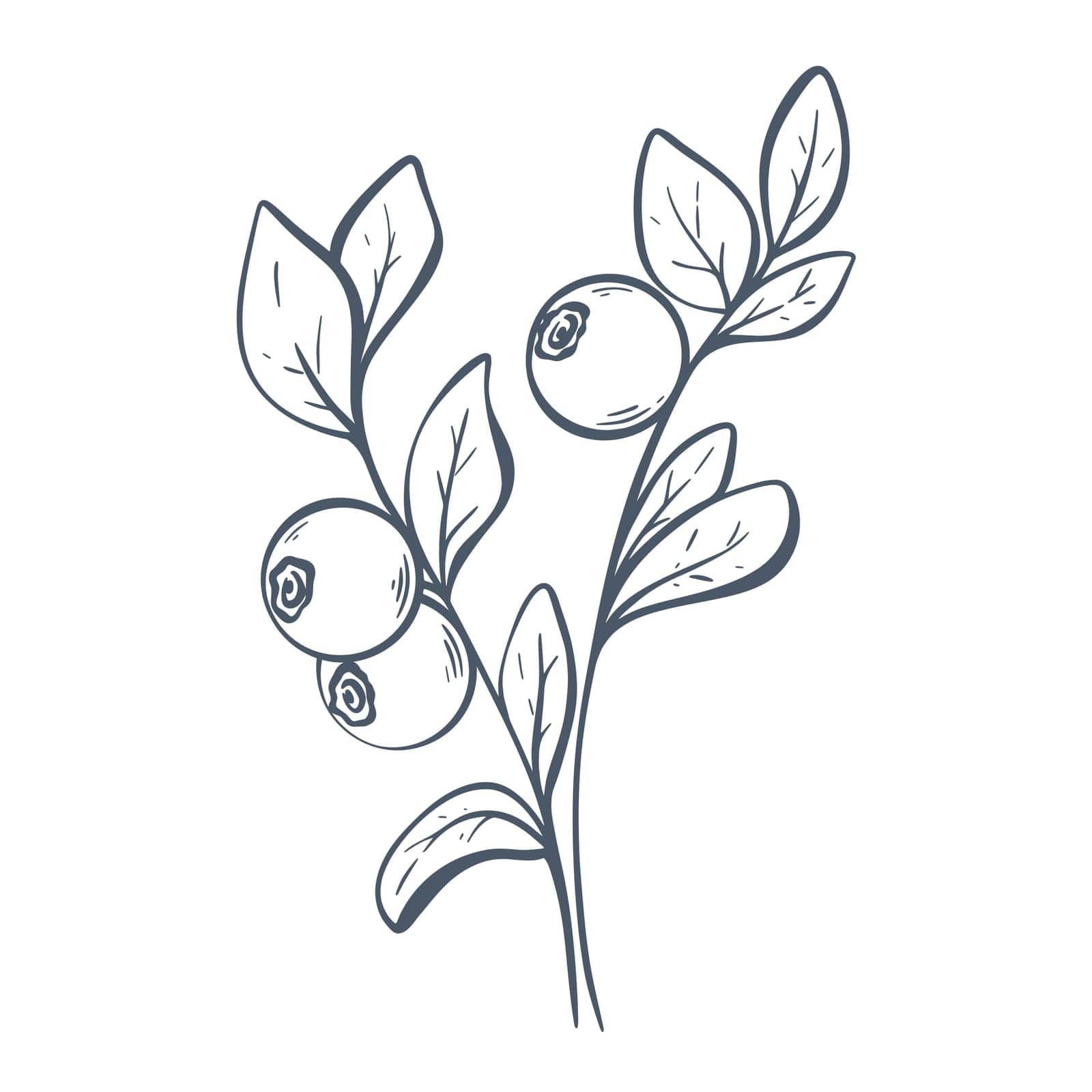 Blueberry on twig ink sketch by TassiaK