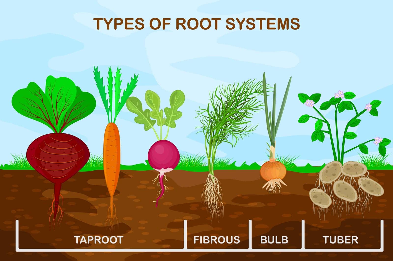 Types root systems of plants. Taproot, fibrous, bulb and tuber root example comparison. by KajaNi