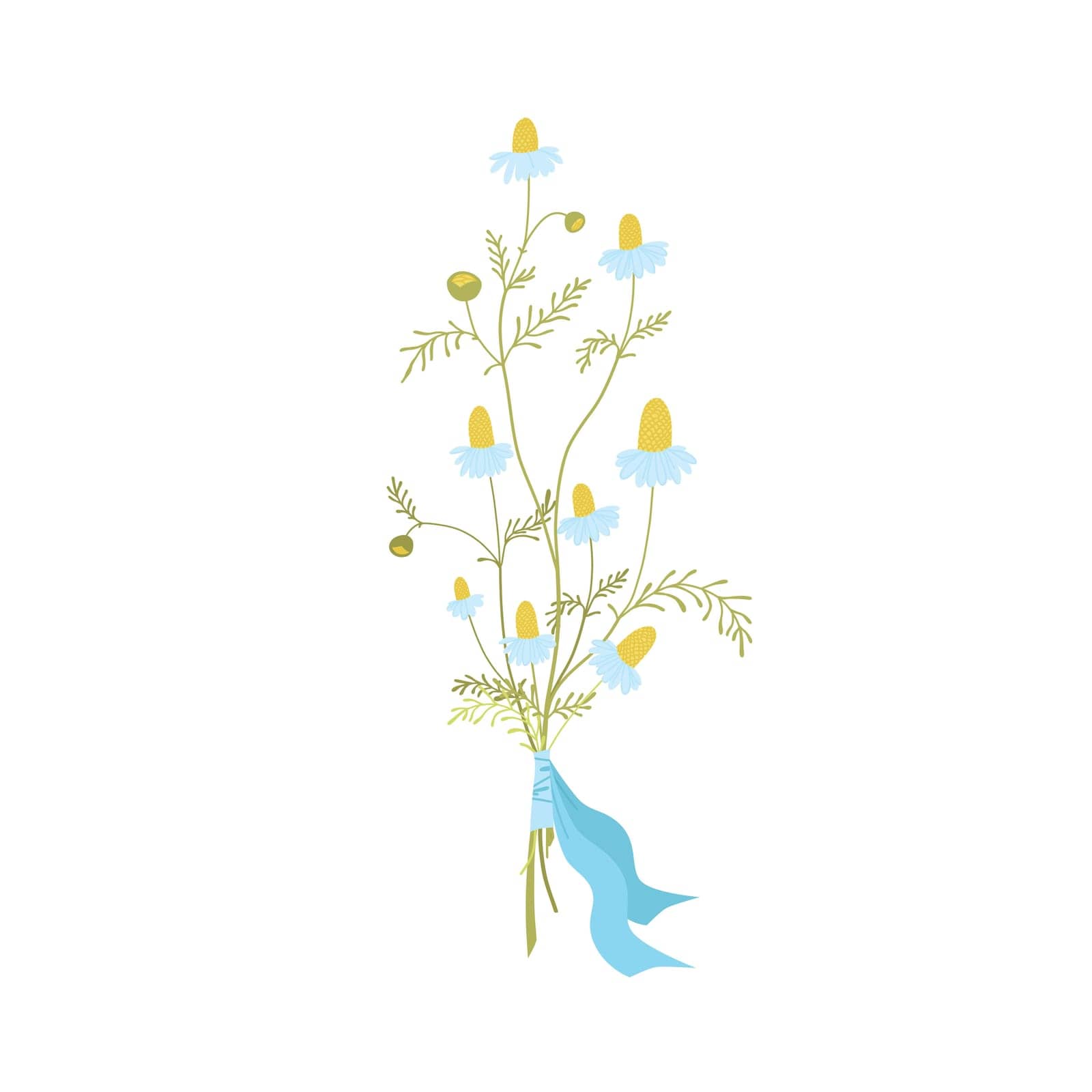 Neat bouquet of small chamomile flowers tied with a blue ribbon. Field herbs and medical plants. Vector illustration