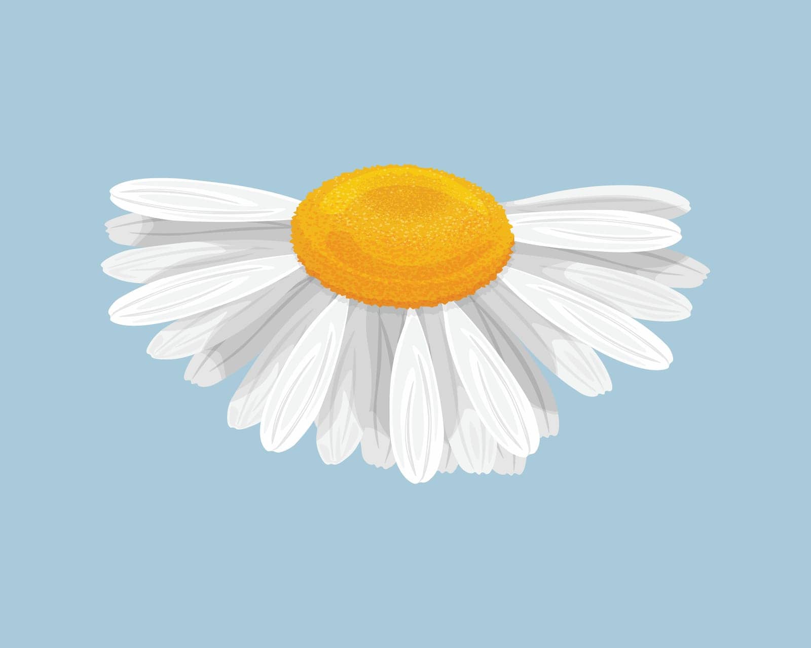 Chamomile. A white daisy flower on a yellow background. A bright wildflower. Vector illustration by NastyaN