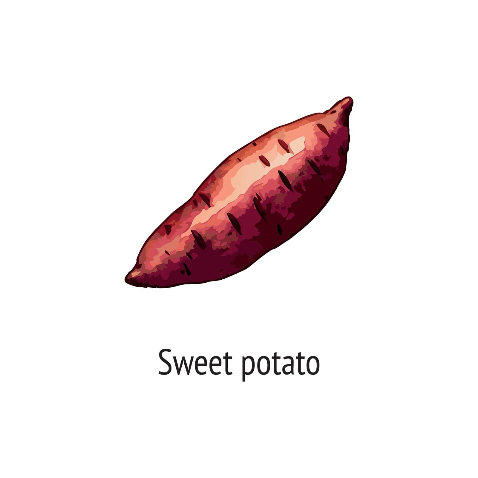 Sweet potato vector illustration. Drawing of sweet potato in watercolor style
