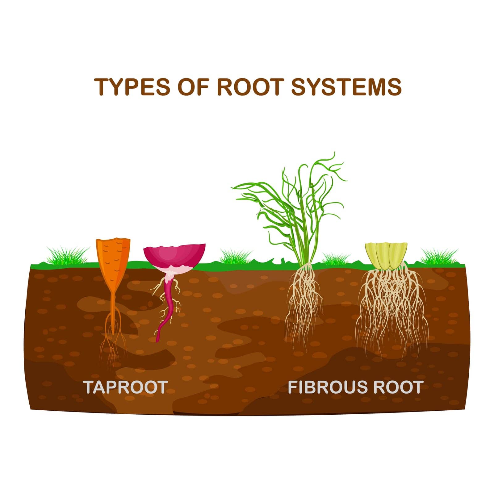 Types of root systems of plants, monocots and dicots in soil in cut. Taproot and fibrous root example comparison. by KajaNi